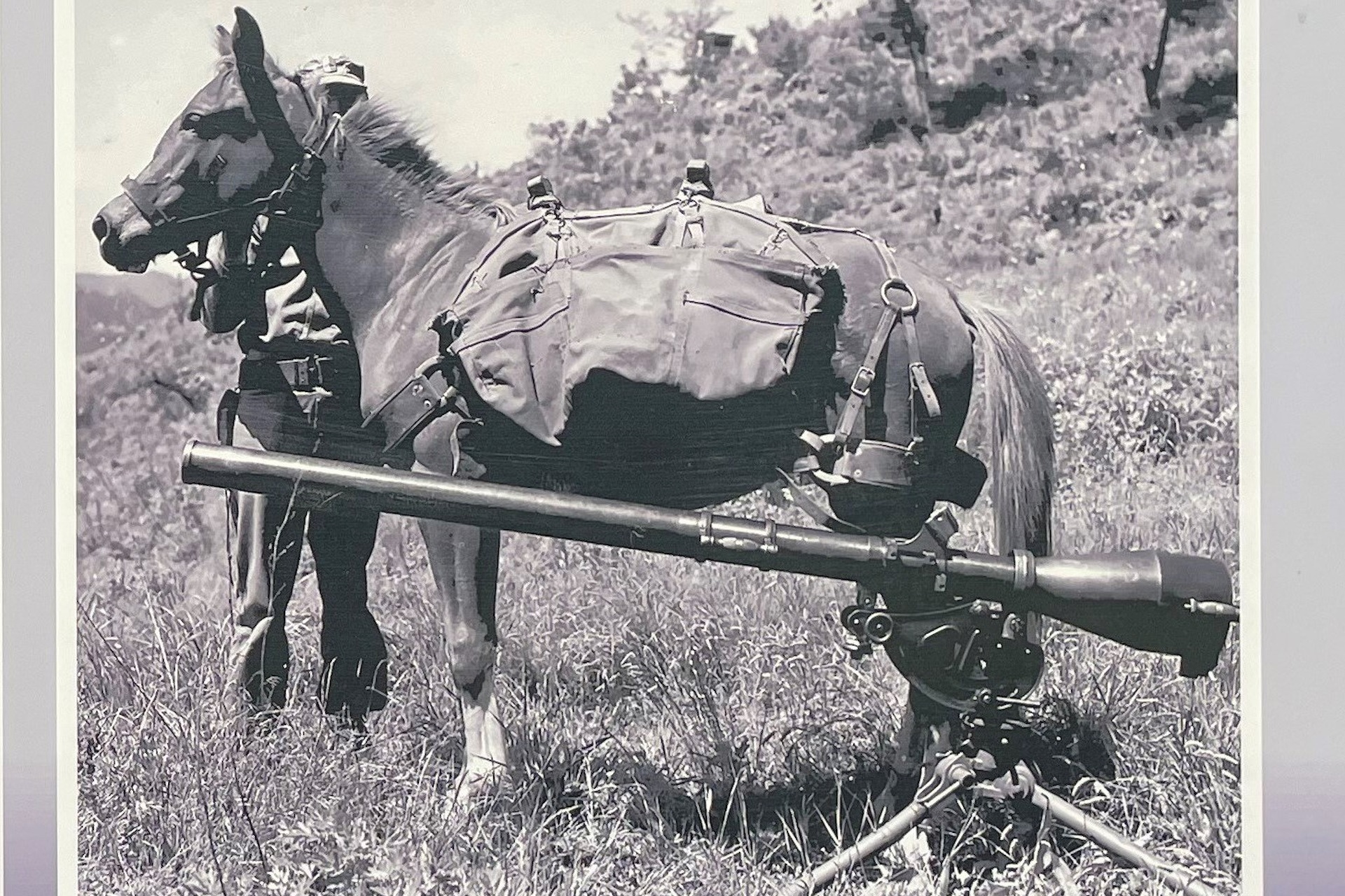 Black and white photo of a pack horse and soldier