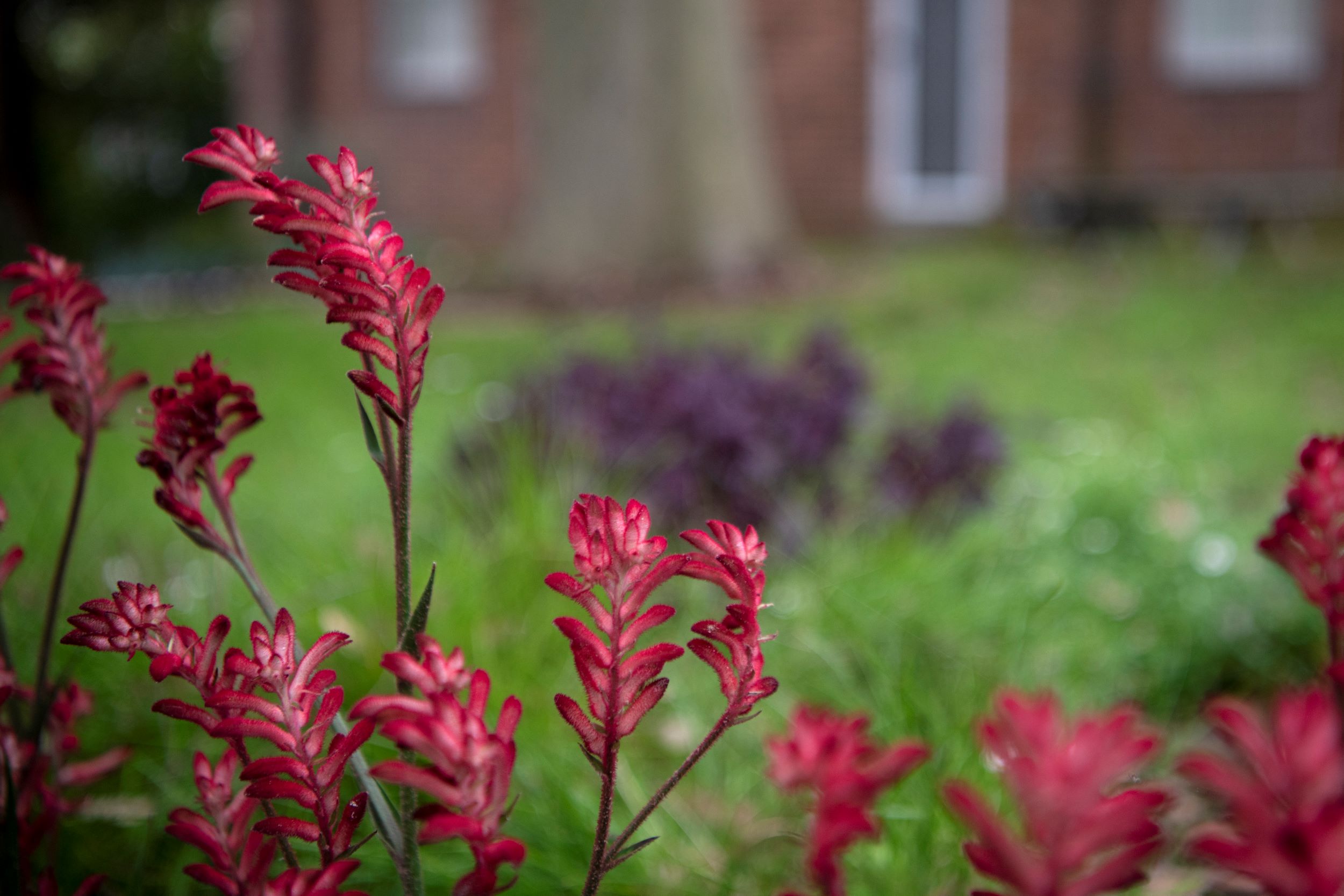 Close up of flowers with a green field background