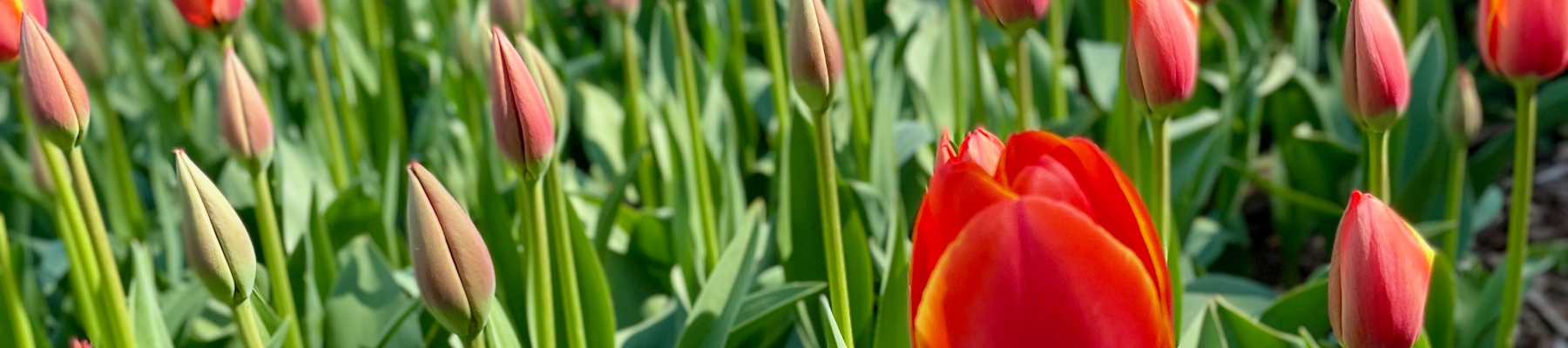 Living Well Photography Competition – red tulips