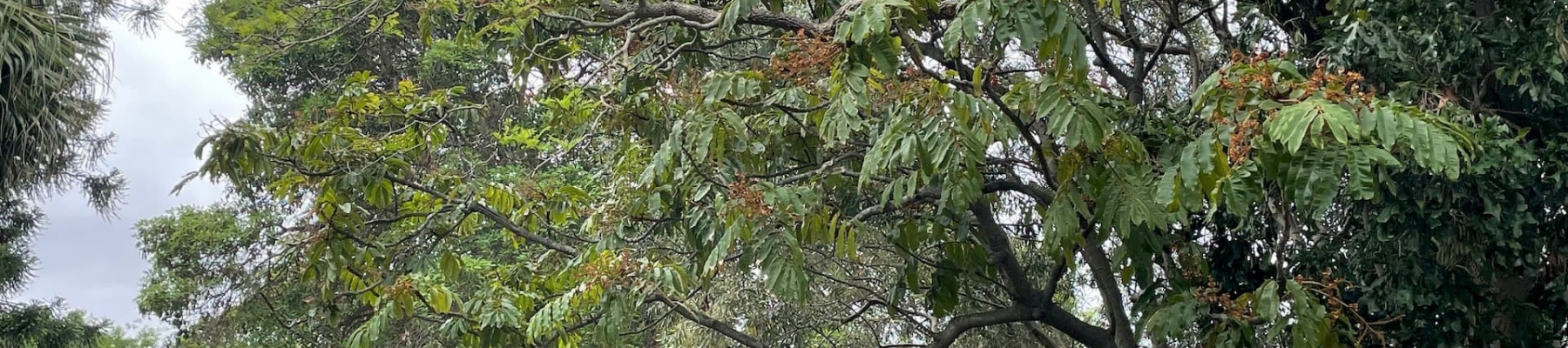 Yaralla_Botanical_Stop_3