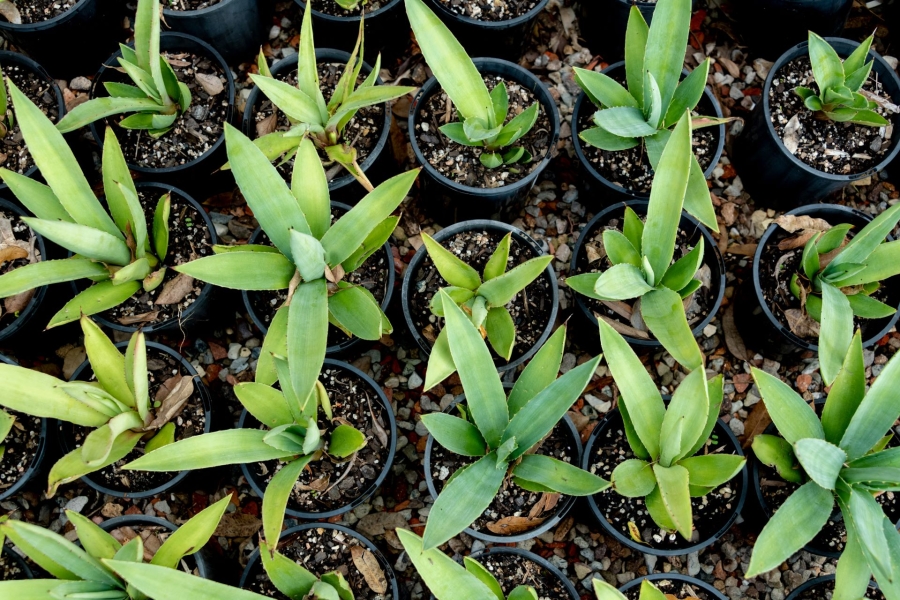 Pot plants 