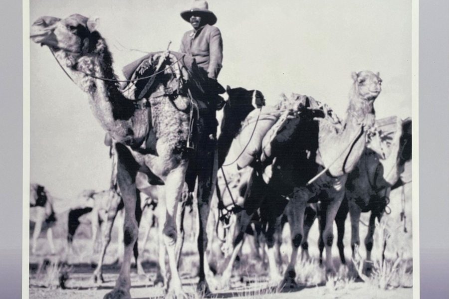 black and white photos of camels loaded with packs and a rider